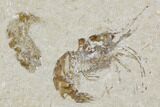 Three Cretaceous Fossil Shrimp Plate - Lebanon #107464-2